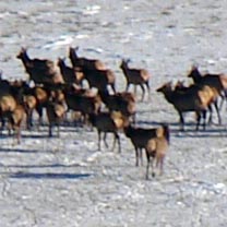 Herd of 56 elk kicked up by Dad and Zach off Piaz Ranch Dec 2009