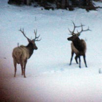 Two of five bulls up Trujillo Creek Dec 2009