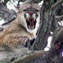 mountain lion in tree