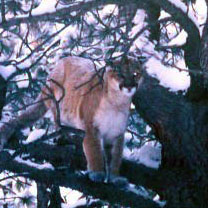 mountain lion in tree 1999